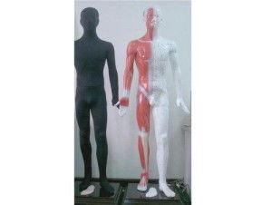 人体模型爆料视频,揭秘人体奥秘的全新视角 第2张 人体模型爆料视频,揭秘人体奥秘的全新视角 第2张